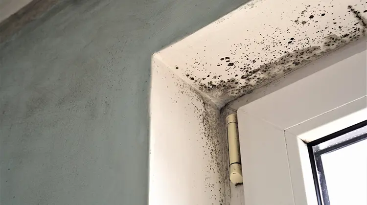 Exemple d’un dégât dû à l’humidité en raison d’une infiltration d’eau dans le toit.